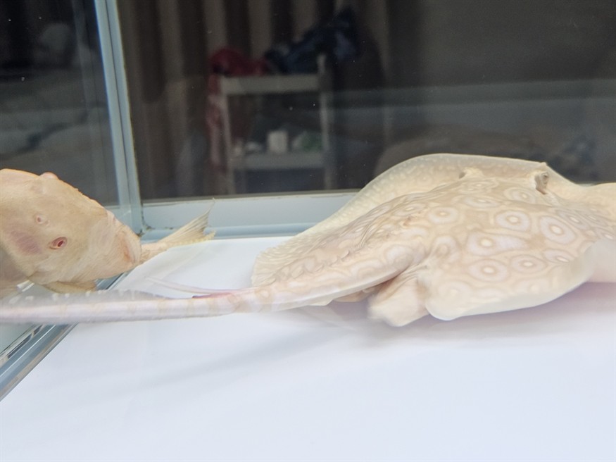 魟魚尾刺要不要剪掉？
