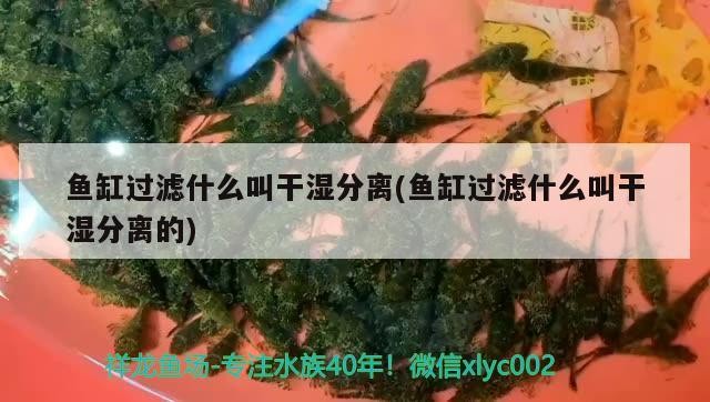 小魚缸是有蓋好還是無蓋好呢(小魚缸是有蓋好還是無蓋好呢圖片)