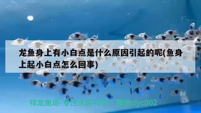 虎魚一般去哪里買