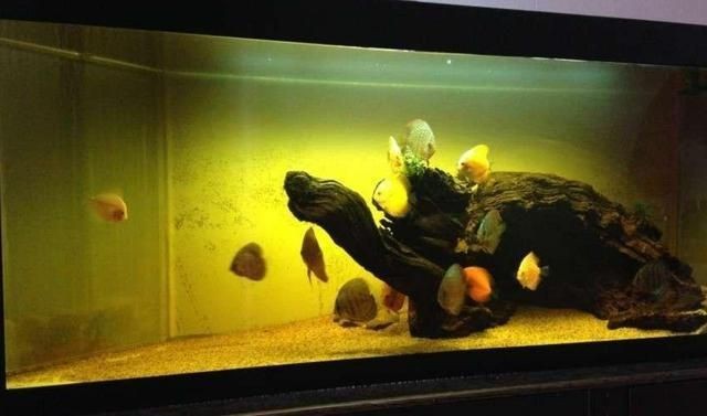 沉木在魚缸里水發黃怎么辦視頻：如何處理沉木導致魚缸水發黃的問題？ 沉木在魚缸里水發黃怎么辦視頻：如何處理沉木導致魚缸水發黃的問題？ 魚缸百科 第1張