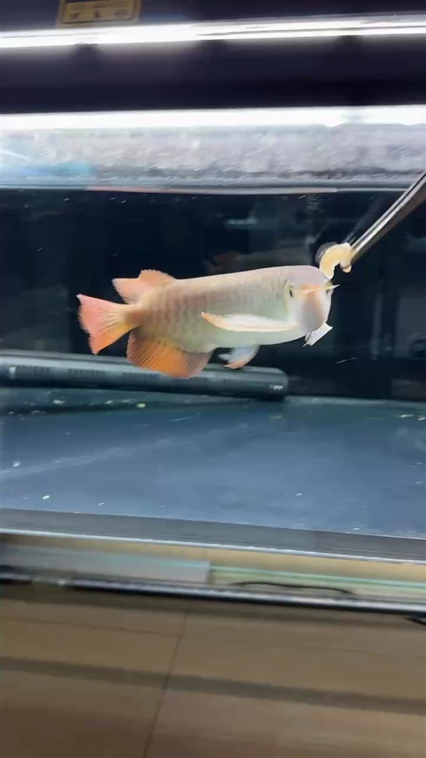 魚缸用增氧泵價格是多少:魚缸增氧機-xtrac增氧機-xtrac增氧機 又該被設置自己能看了 龍魚論壇 又該被設置自己能看了 又該被設置自己能看了 龍魚論壇