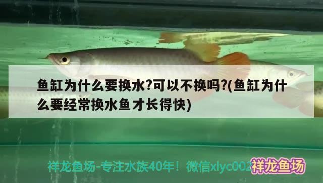 魚缸為什么要換水?可以不換嗎?(魚缸為什么要經常換水魚才長得快)