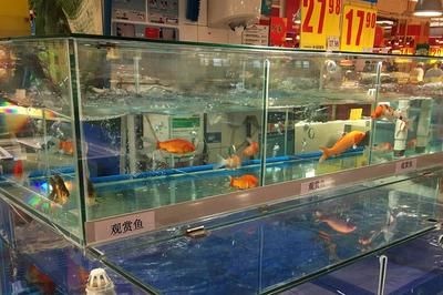超市魚缸的魚該怎么養活：在超市的魚缸中養魚需要注意什么？