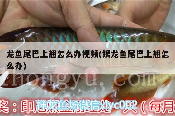 龍魚尾巴上翹怎么辦視頻(銀龍魚尾巴上翹怎么辦)