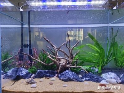 超白魚缸品牌推薦一下：超白魚缸品牌推薦森森、佳璐、魚<strong><mark>麒麟</mark></strong>品牌推薦上榜