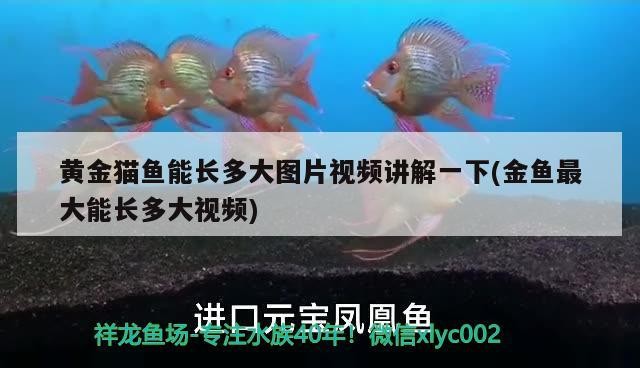 豬鼻龜左眼圈有潰瘍沒事吧用什么藥
