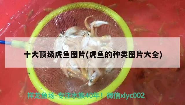 十大頂級虎魚圖片(虎魚的種類圖片大全)