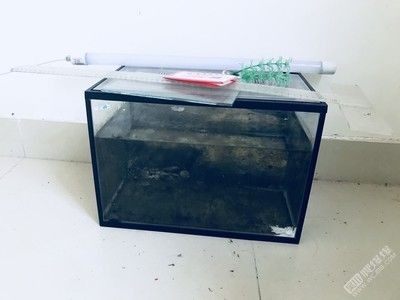 大魚缸配件都需要什么東西：養(yǎng)魚新手入門指南
