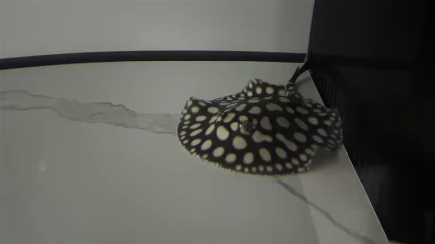 大佬們有沒有魟魚群拉我一個