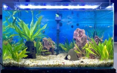 徹底清洗魚缸用什么水比較好：徹底清洗魚缸用什么水比較好？