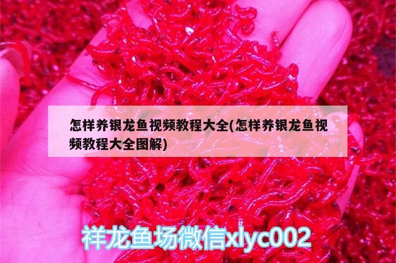 怎樣養銀龍魚視頻教程大全(怎樣養銀龍魚視頻教程大全圖解)
