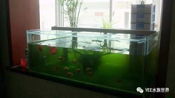 景縣北留智吉祥水族漁具門市部（景縣北留智鎮）