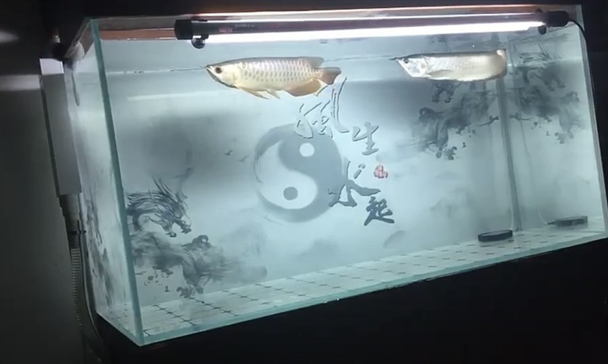 生于水，卒于水，葬于土，遁于風(fēng)，感謝4年零98天的陪伴，希君生羽翼，一化北冥魚。#龍魚擋災(zāi)