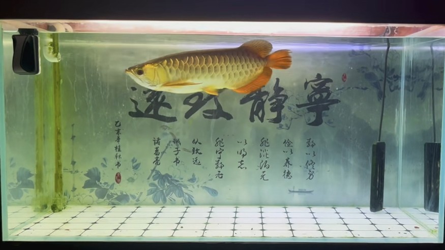 生于水，卒于水，葬于土，遁于風(fēng)，感謝4年零98天的陪伴，希君生羽翼，一化北冥魚。#龍魚擋災(zāi)