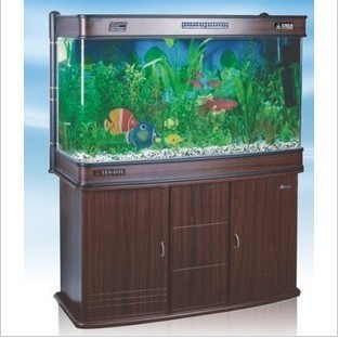 紅龍魚怎么養方法介紹一下視頻（紅龍魚怎么養方法介紹一下視頻教程）