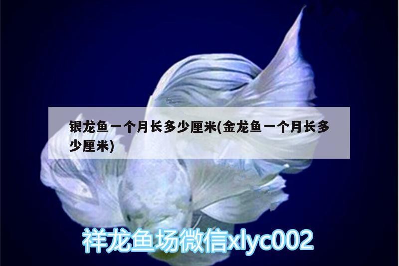銀龍魚一個月長多少厘米(金龍魚一個月長多少厘米)