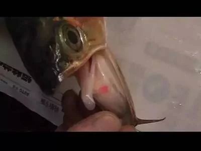 紅龍魚品種排行榜圖片（紅龍魚品種排行榜圖片大全）