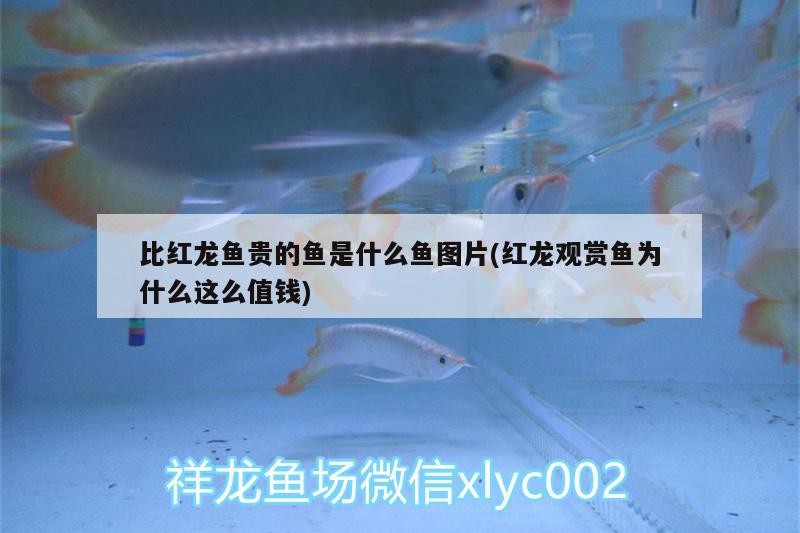 哪里有批發(fā)銀龍魚(yú)苗的地方呀(哪里有批發(fā)銀龍魚(yú)苗的地方呀圖片)