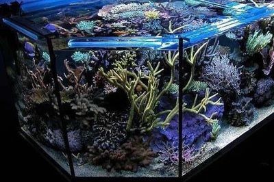 愛克魚缸好嗎安全嗎可以養(yǎng)嗎：愛克魚缸在安全性和平適用性方面表現(xiàn)良好 愛克魚缸好嗎安全嗎可以養(yǎng)嗎：愛克魚缸在安全性和平適用性方面表現(xiàn)良好 魚缸百科 第3張