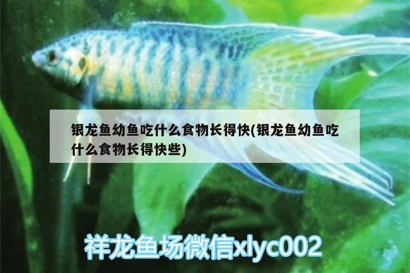 銀龍魚幼魚吃什么食物長(zhǎng)得快(銀龍魚幼魚吃什么食物長(zhǎng)得快些)