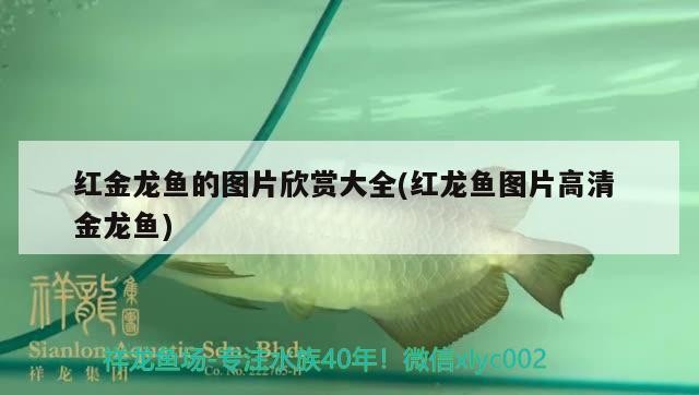 紅金龍魚的圖片欣賞大全(紅龍魚圖片高清金龍魚)