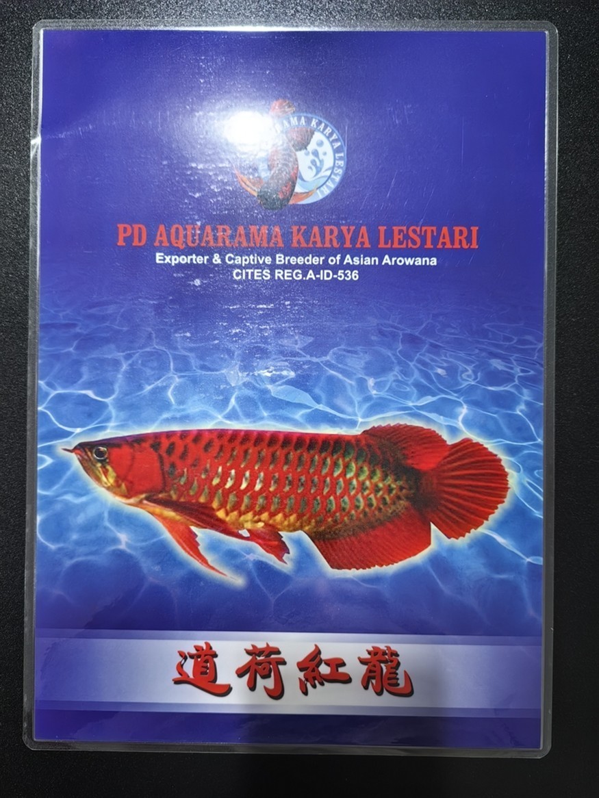【道荷紅龍】時隔4年我又回來了