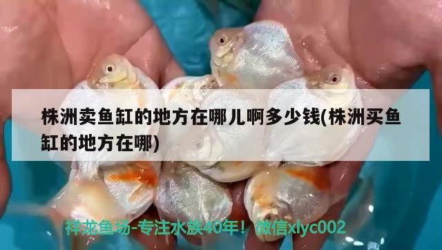 株洲賣魚缸的地方在哪兒啊多少錢(株洲買魚缸的地方在哪)