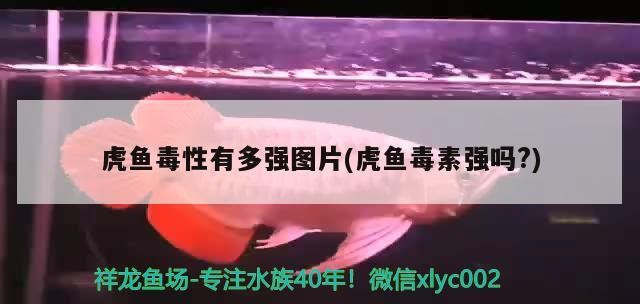 虎魚毒性有多強圖片(虎魚毒素強嗎?)