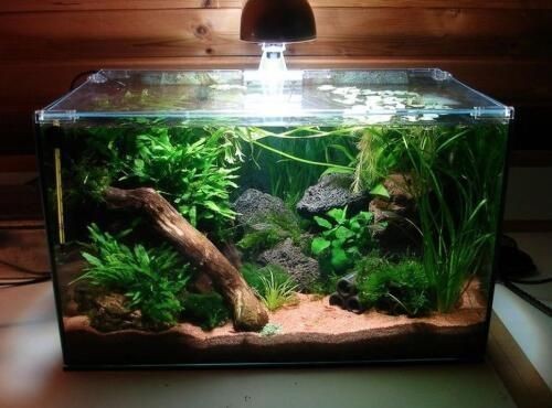 肺魚 虎魚離開水活多久(虎魚過水多長時間) 虎魚百科 虎魚離開水活多久(虎魚過水多長時間) 虎魚離開水活多久(虎魚過水多長時間) 虎魚百科