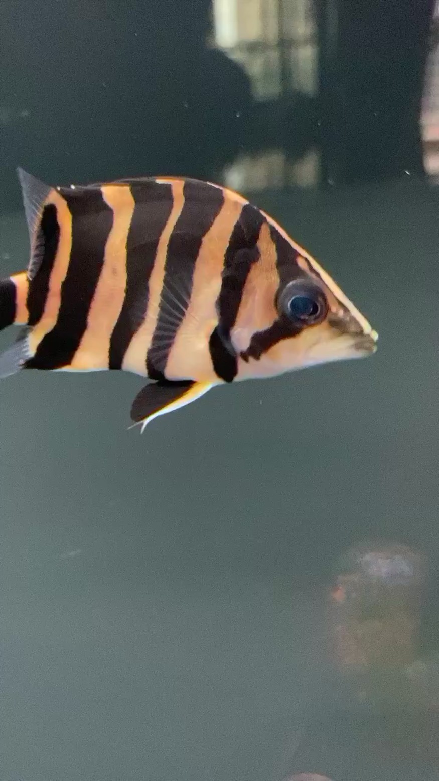 廣州水族批發市場虎魚挺好玩的