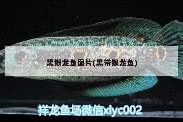 黑銀龍魚圖片(黑帶銀龍魚)