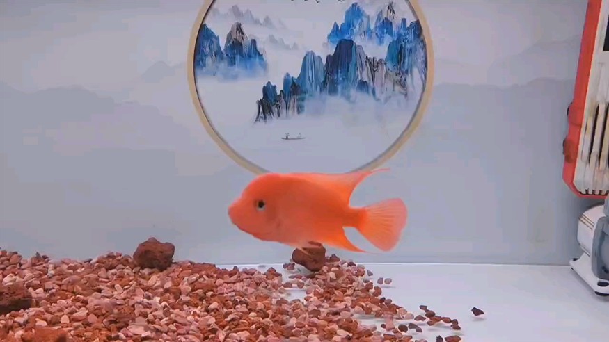 第五天