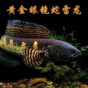 紅龍魚側游怎么回事視頻（紅龍魚側游怎么回事視頻教程）
