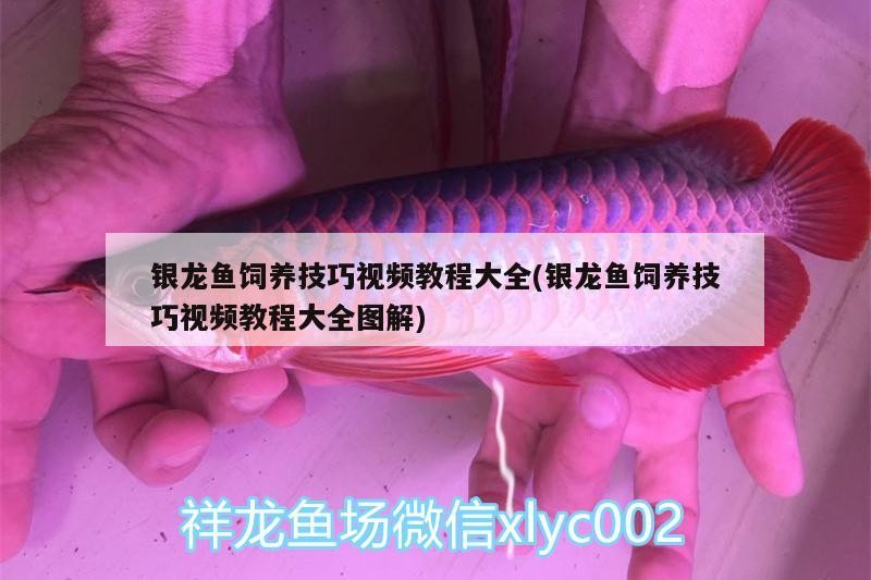 銀龍魚飼養技巧視頻教程大全(銀龍魚飼養技巧視頻教程大全圖解)