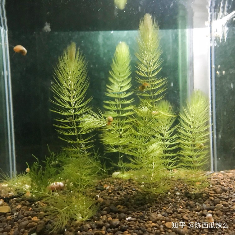 補魚缸要把原來的膠拿掉嗎：補魚缸時需要拿掉原來的膠嗎？