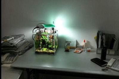 補魚缸要把原來的膠拿掉嗎：補魚缸時需要拿掉原來的膠嗎？
