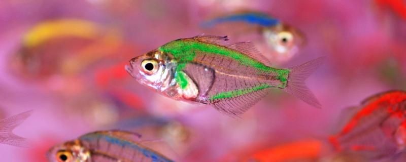 玻璃拉拉魚(yú)吃什么飼料一天喂幾次