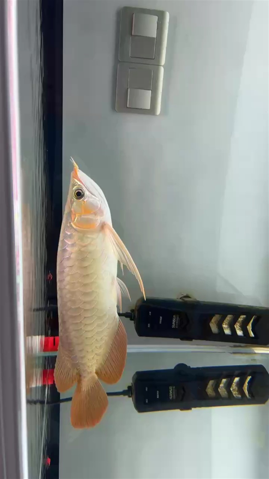 會不會是早熟
