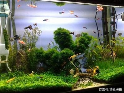 大魚缸養什么魚好看便宜