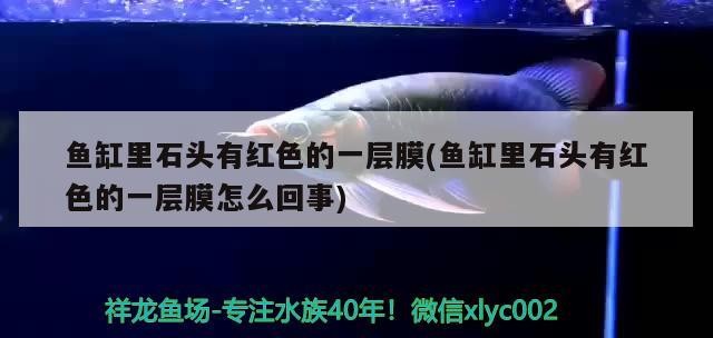 魚缸里石頭有紅色的一層膜(魚缸里石頭有紅色的一層膜怎么回事)