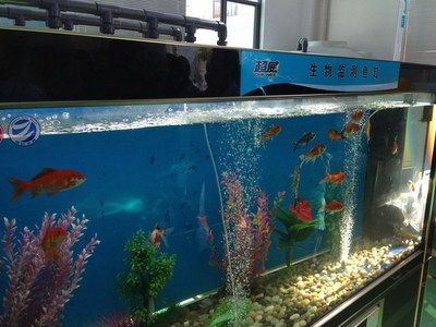 大蘇打在魚缸中的作用：大蘇打在魚缸中的作用主要體現在以下幾個方面的方面 大蘇打在魚缸中的作用：大蘇打在魚缸中的作用主要體現在以下幾個方面的方面 魚缸百科 第1張