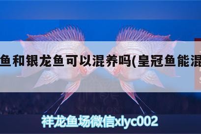 皇冠魚(yú)和銀龍魚(yú)可以混養(yǎng)嗎(皇冠魚(yú)能混養(yǎng)嗎) 皇冠魚(yú)和銀龍魚(yú)可以混養(yǎng)嗎(皇冠魚(yú)能混養(yǎng)嗎) 銀龍魚(yú)百科