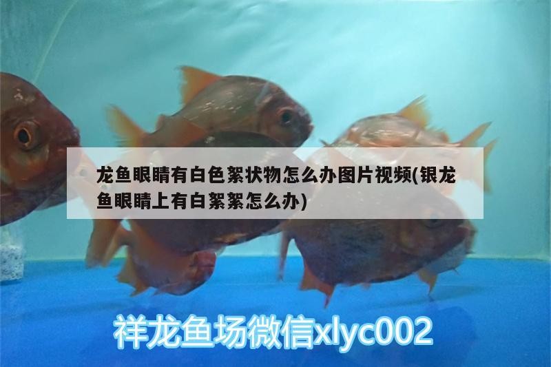 龍魚眼睛有白色絮狀物怎么辦圖片視頻(銀龍魚眼睛上有白絮絮怎么辦)