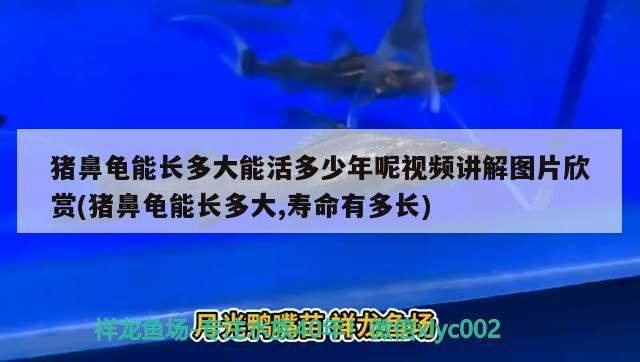 豬鼻龜能長多大能活多少年呢視頻講解圖片欣賞(豬鼻龜能長多大,壽命有多長)