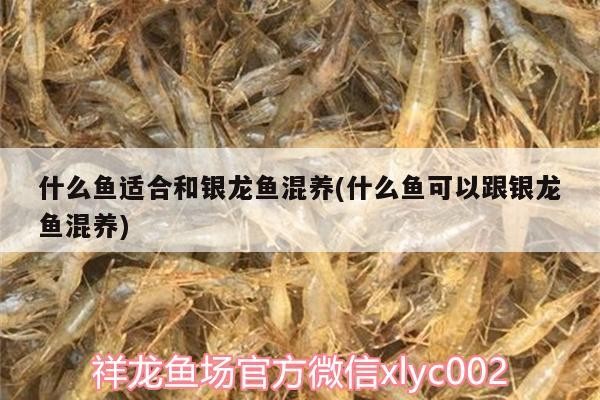 什么魚適合和銀龍魚混養(什么魚可以跟銀龍魚混養)