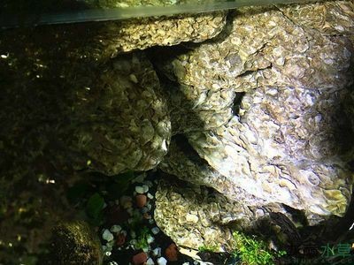 從海邊撿的石頭能進魚缸嗎視頻：從海邊撿回來的石頭可以放入魚缸