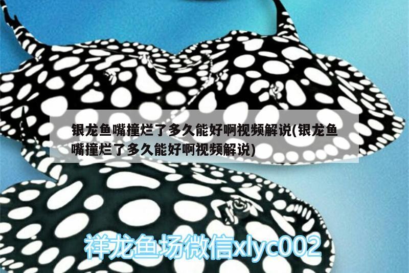 銀龍魚嘴撞爛了多久能好啊視頻解說(銀龍魚嘴撞爛了多久能好啊視頻解說)
