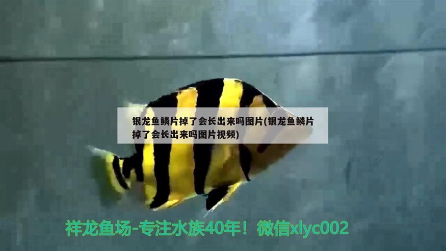 銀龍魚鱗片掉了會(huì)長(zhǎng)出來(lái)嗎圖片(銀龍魚鱗片掉了會(huì)長(zhǎng)出來(lái)嗎圖片視頻)