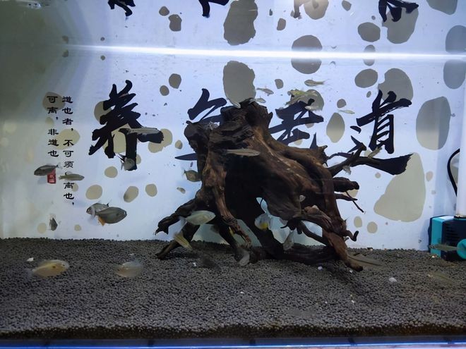 沉木魚缸養(yǎng)什么熱帶魚：沉木在魚缸中的作用