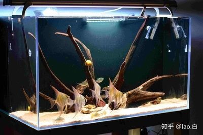 沉木魚缸養(yǎng)什么熱帶魚：沉木在魚缸中的作用